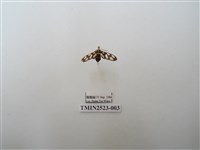 藏品(環鹿子蛾屬)的圖片